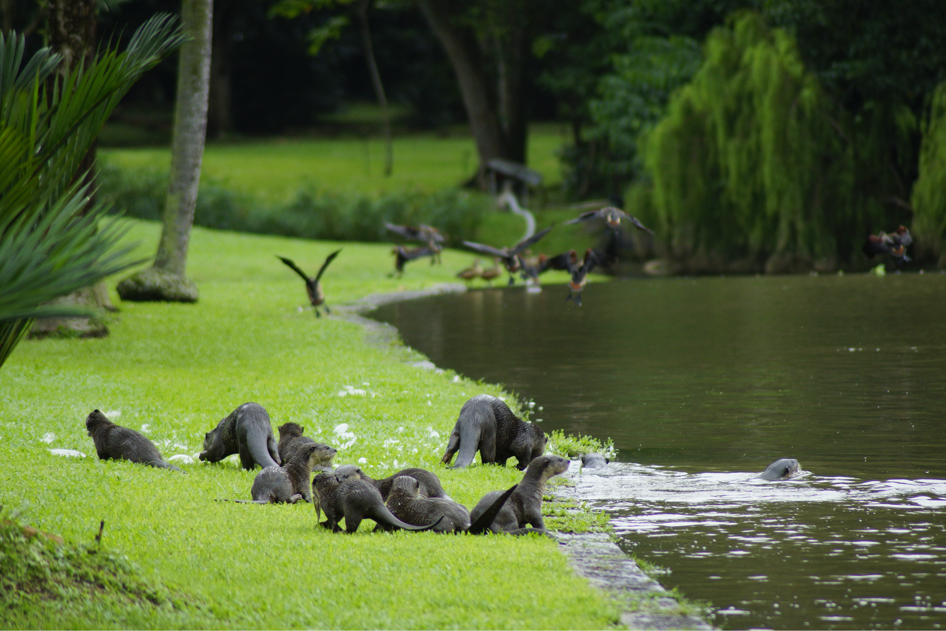 Otters gathered on the grass beside a pond.